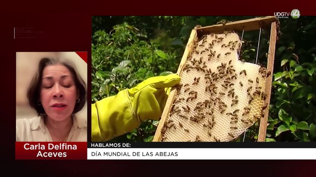 Día Mundial de las Abejas | Carla Delfina Aceves