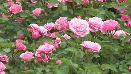 300만 송이 장미의 향연...울산대공원 장미축제 개막 / YTN