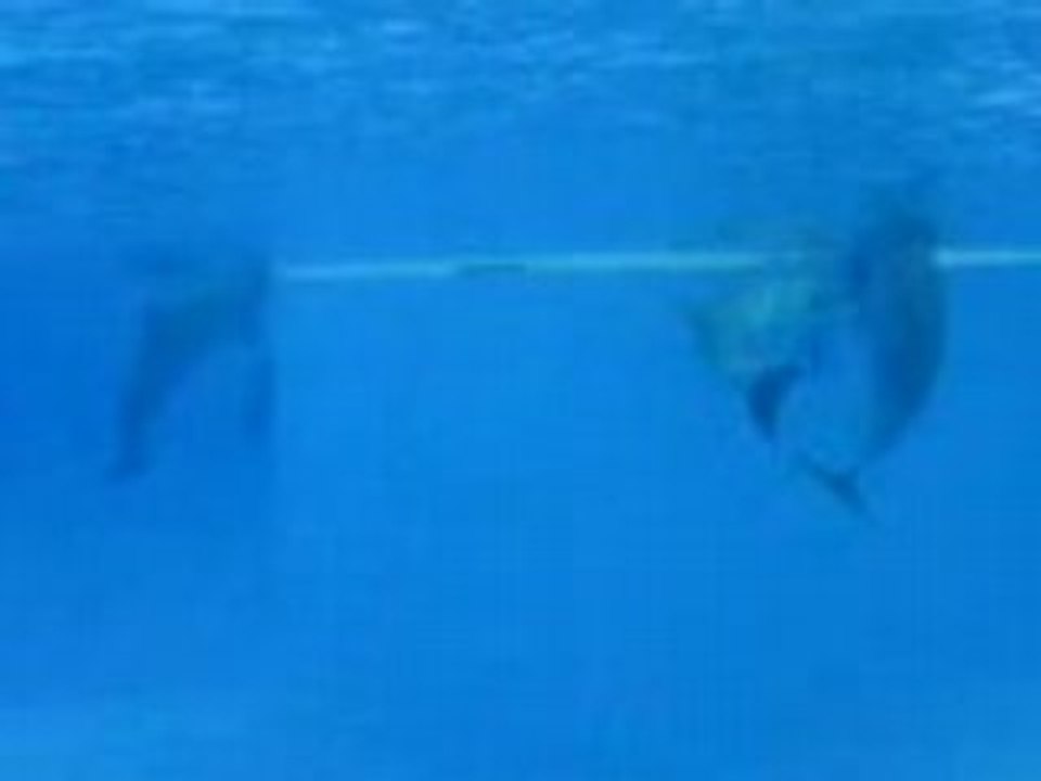 Dauphins