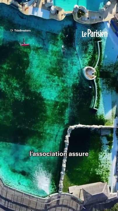 Les orques et dauphins restants du Marineland abandonnés ?