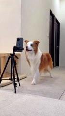 Dog new viral funny video 📸 dogs loves 😍 animals lover 😍😁#shorts #shortvideo #viralvideo #viralshort #funny #funnyvideo #comedy #dog #animals #love #care