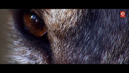 Dragon _ Viking_(2025) Full Hollywood Adventure Movie _ Hindi Dubbed _ Latest Release Hollywood Film ll  Vs Movies World Channel