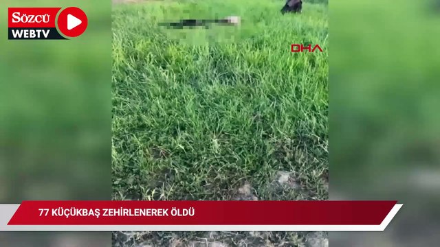 77 küçükbaş zehirlenerek öldü