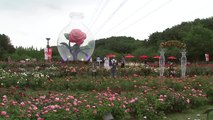'300만 송이 장미'...울산대공원 장미축제 북적 / YTN