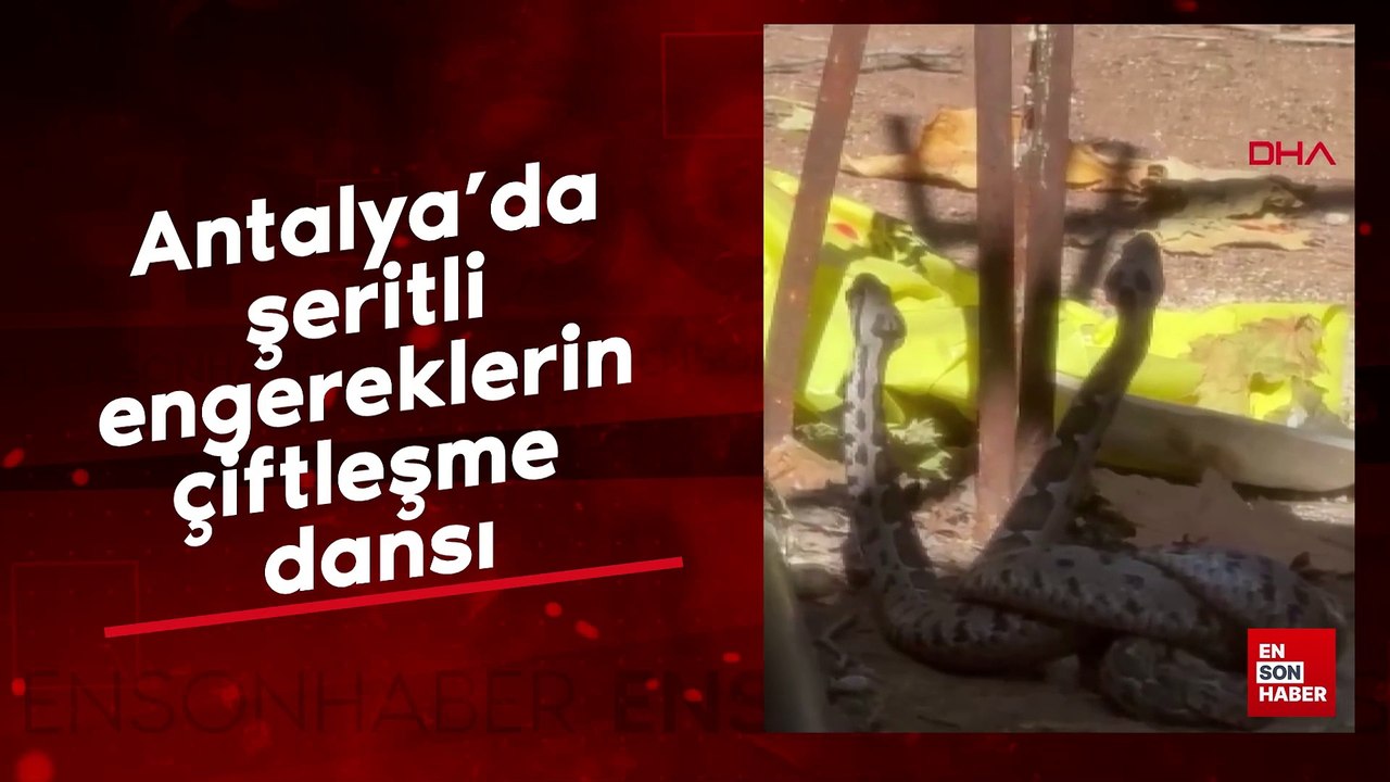 Antalya'da şeritli engereklerin çiftleşme dansı