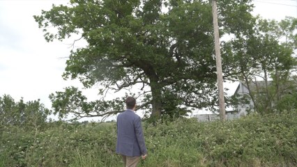 Bid to protect centuries old oak trees in Hoo from being removed