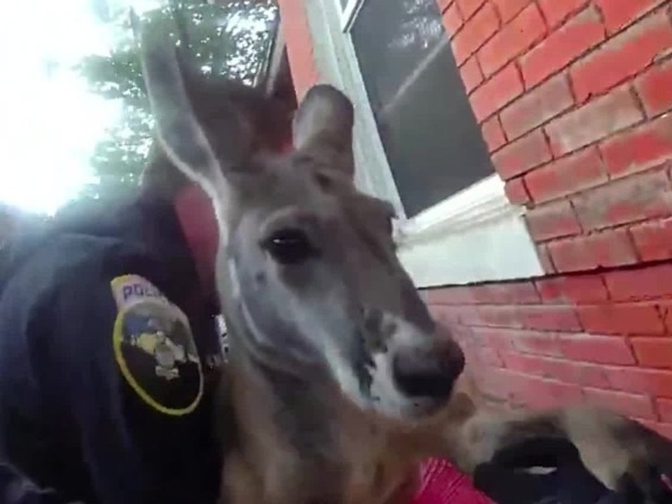 Tierischer Wiederholungstäter: Polizei nimmt Känguru erneut fest