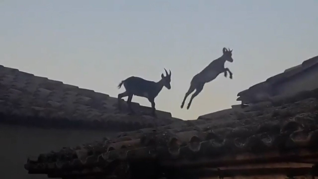 Las cabras toman los tejados de un pueblo de Castellón huyendo de incendios y sequías