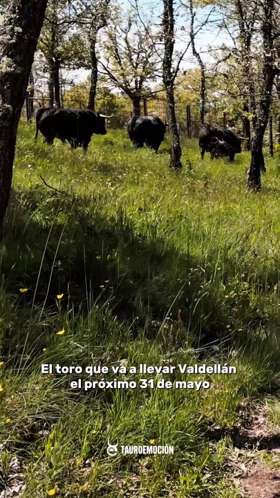 VALDELLAN toro avila
