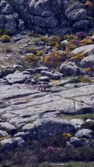 Cinco lobos-ibéricos vistos "a fazer a sesta" em montanha do Alto Minho