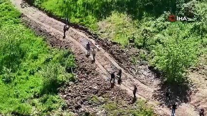 Doğanın avcı böcekleri ormanlara salındı: İstilacıları yok edecekler!