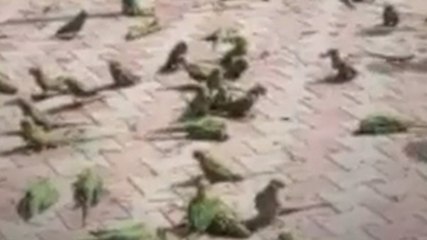 भयंकर तूफान में 100 तोतों की मौत, जमीन पर पड़ी दिखी लाशें