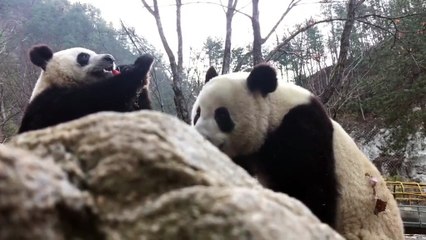 The daily life of pandas 🐼   #Panda #Lovely