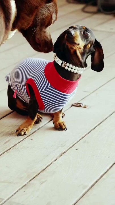 Découvrez le palmarès de la première édition de la cérémonie des Pawards, qui rend hommage aux animaux pour leurs performances à l’écran