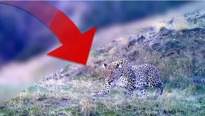 Bakan Yumaklı, Anadolu Parsı’nın fotokapana yakalanan yeni görüntülerini paylaştı
