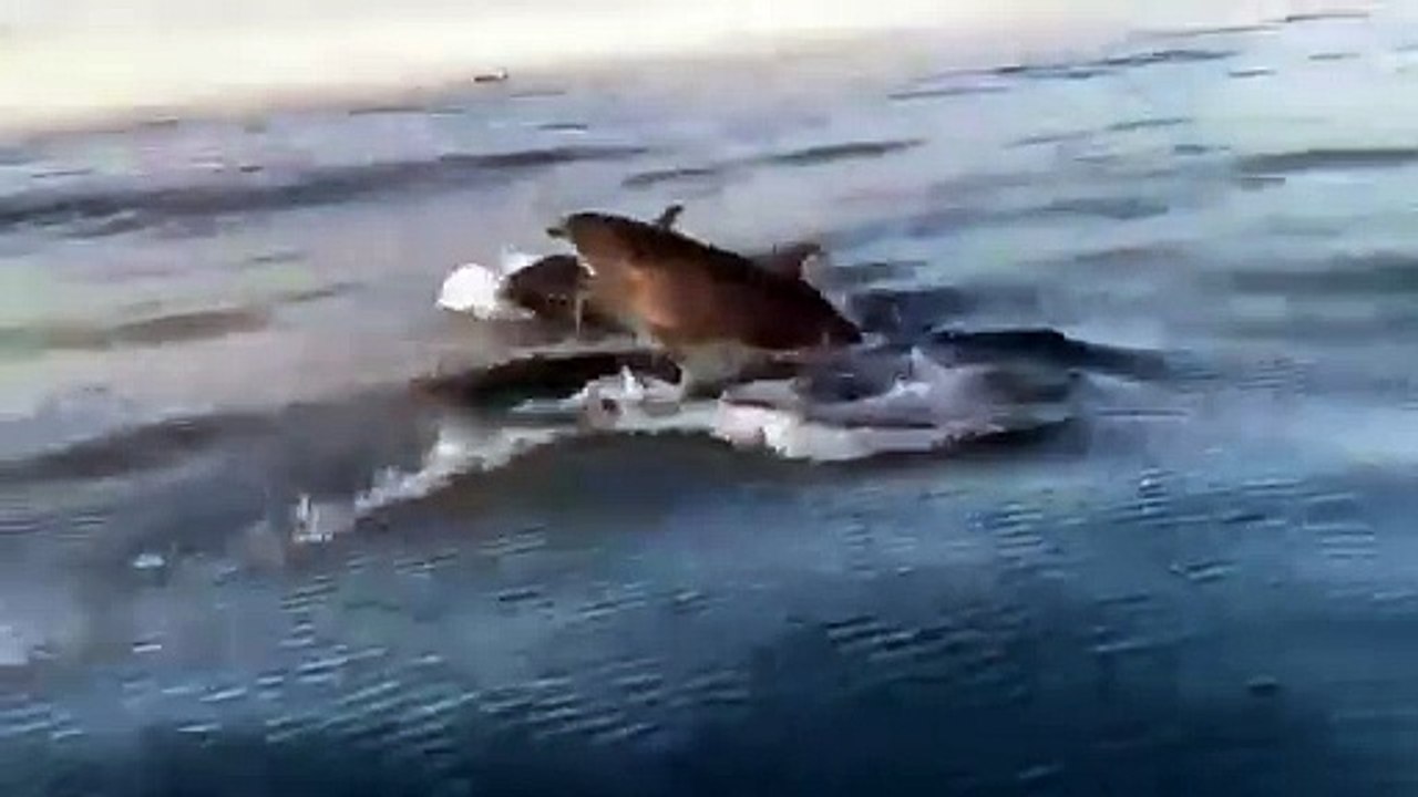 It was lovely to see - watch as pod of 20 dolphins put on spectacular display off Sunderland Harbour