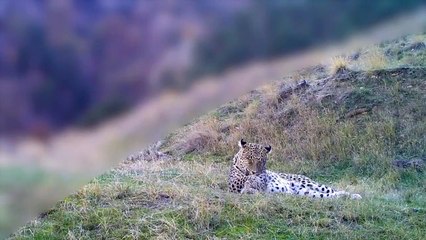 ''Yüce dağların gizli kahramanı'' Anadolu Parsı yeniden kendini gösterdi