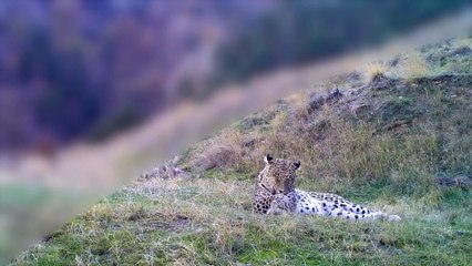 Anadolu Parsı görüntülendi