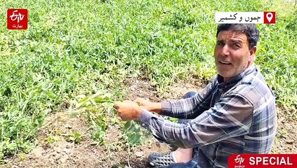 پلوامہ میں مٹر کی ریکارڈ پیداوار، مگر کسان پھر بھی پریشان