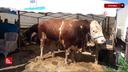 Sultanbeyli Kurban Pazarı’nda Şampiyon ile İmparator karşı karşıya