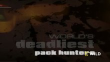 Pack Hunters - World's Deadliest - Nat Geo Wild HD 1080p