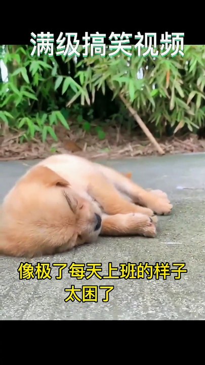 Funny video that will make you laugh until your stomach hurts in 10 seconds. Specially designed to cure unhappiness. Laugh every time you watch it. Funny video. If you don't laugh after watching it, I lose.