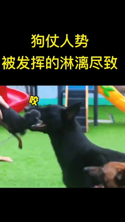 Funny animal videos, funny confusing behavior videos, cute pets, this dog is so smart, funny pet videos