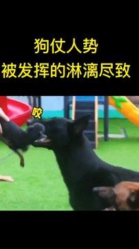 Funny animal videos, funny confusing behavior videos, cute pets, this dog is so smart, funny pet videos