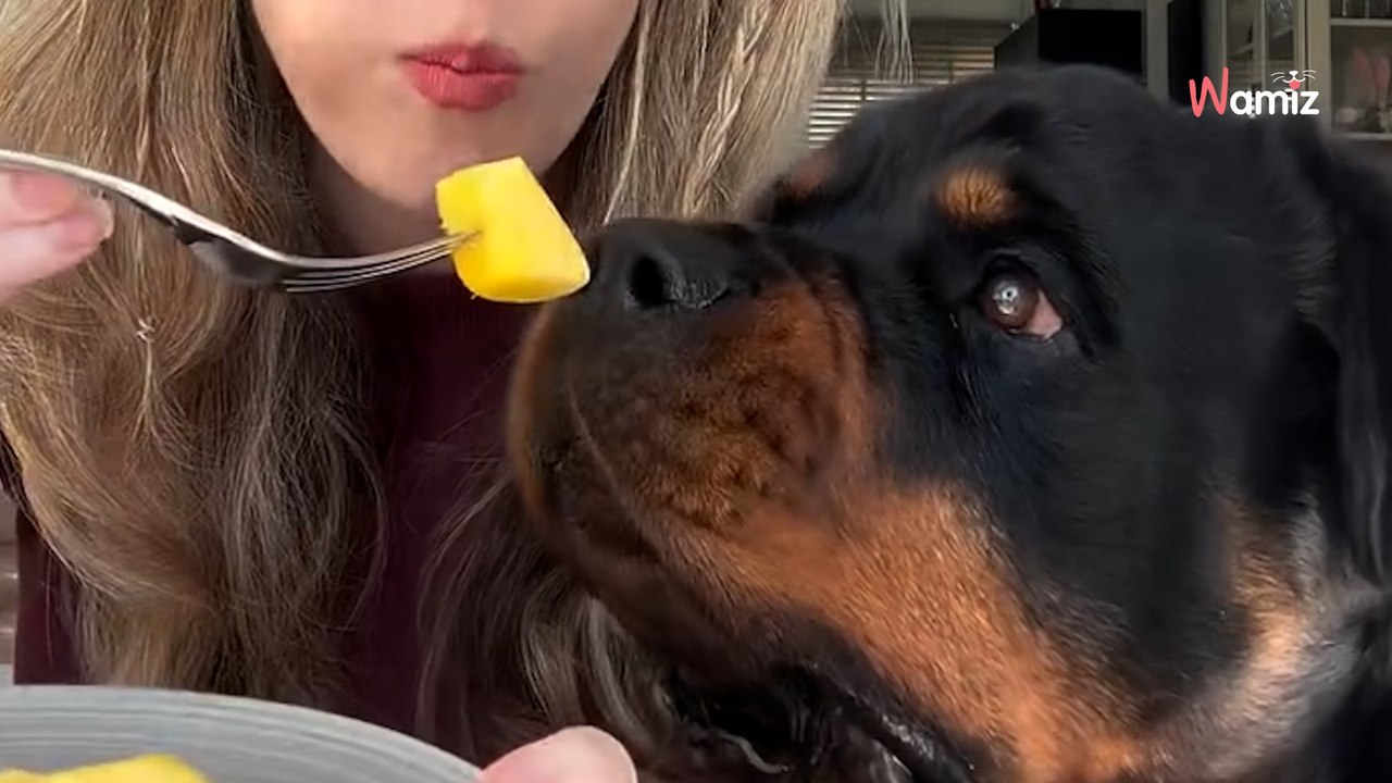 Son rottweiler goûte de la mangue : sa réaction va vous faire hurler de rire