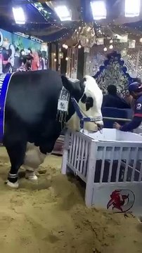 Mashallah🕋🌹💯✨ #bakraeid #cow #bakra #qurbani #eid #eiduladha #animals #ziba #bari #beautiful#viral