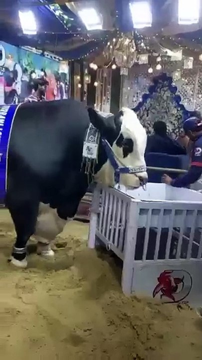 Mashallah🕋🌹💯✨ #bakraeid #cow #bakra #qurbani #eid #eiduladha #animals #ziba #bari #beautiful#viral