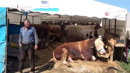 Sultanbeyli Kurban Pazarı’nda dev rekabet: ‘Şampiyon’ ve ‘İmparator’ karşı karşıya