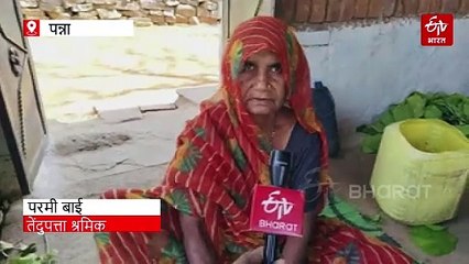 तेंदू पत्ता श्रमिकों की व्यथा: दो वक्त की रोटी की जुगाड़, खतरों के बीच हाड़तोड़ मेहनत