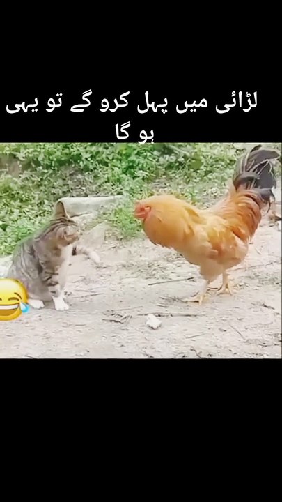 Hen🐔 and cat🐱Funny video