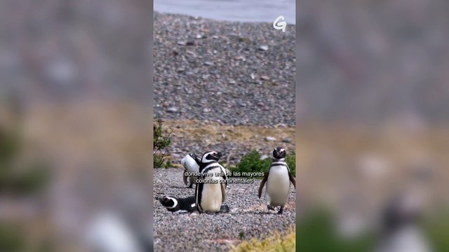 Masacre de pingüinos de Punta Tombo: el juicio | Greenpeace Argentina