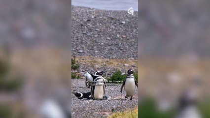 Masacre de pingüinos de Punta Tombo: el juicio | Greenpeace Argentina