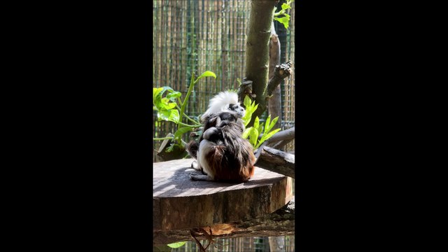 Twin cotton-top tamarins born at Edinburgh Zoo