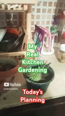 kitchen gardening is my hobby from my child hood.