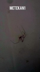 sleeping spider🕸️🕷️