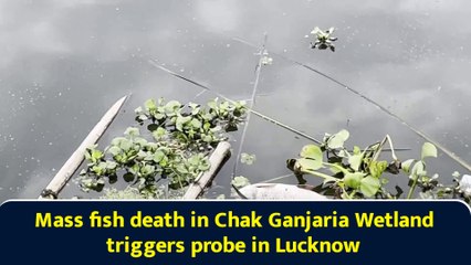 Mass fish death in Chak Ganjaria Wetland triggers probe in Lucknow