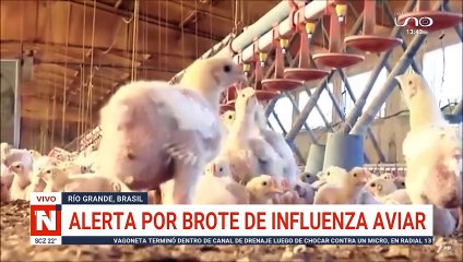 Alerta por brote de influenza aviar