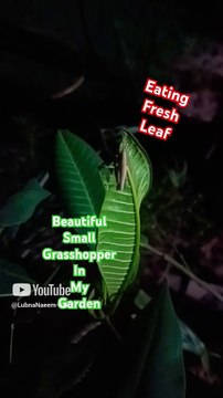 Beautiful tiny grasshopper in my garden. Eating fresh leaves of my plants. Small little creation of Allaah.