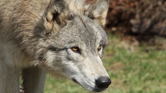Cambio en régimen de protección permitiría matanza de lobo ibérico en algunos países de Europa , advierten organizaciones internacionales