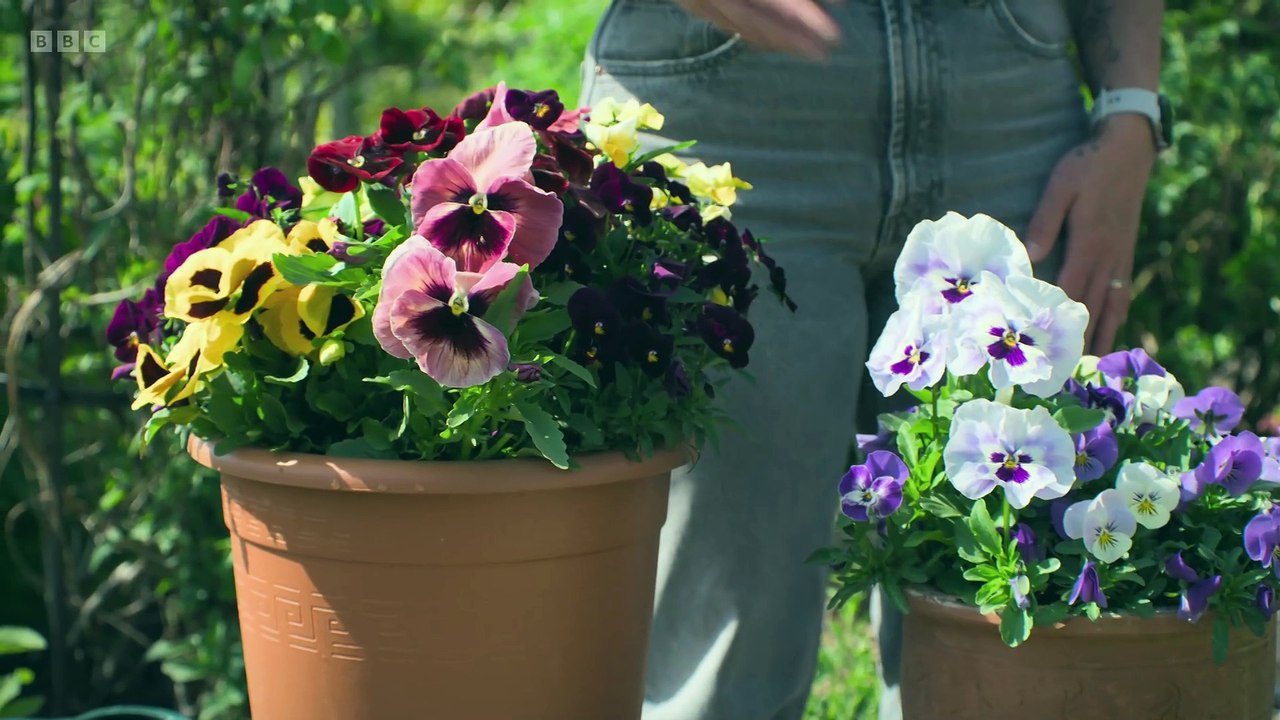 The Beechgrove Garden 2025 episode 8