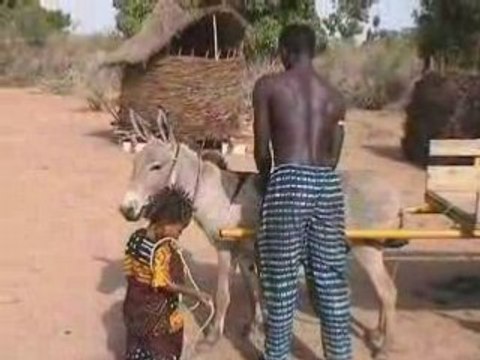 L'attelage de l'âne Lassi