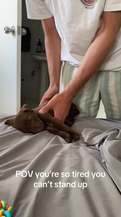 Puppy Tumbles Every Time Man Sets Her Straight