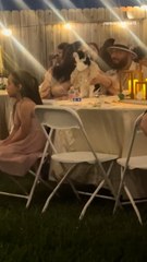 Senior Cat Enjoys Lavish Quinceañera 15 Years in the Making, Then She Goes Viral and Saves a Shelter