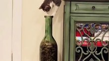 好奇害死猫，这下玩犊子了