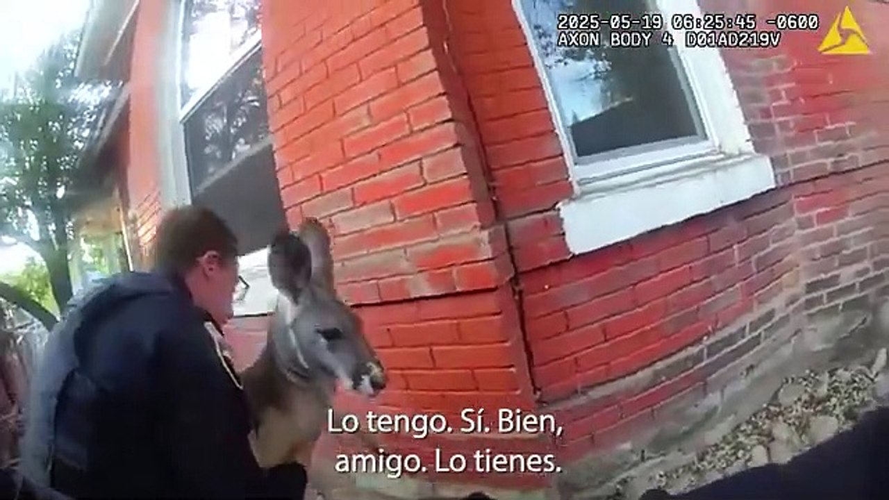 Arrestan un canguro