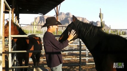 Ice Cold Gold | show | 2013 | Official Clip